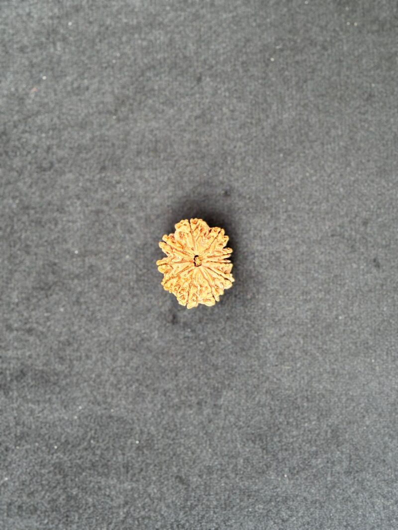 10 Mukhi Rudraksha
