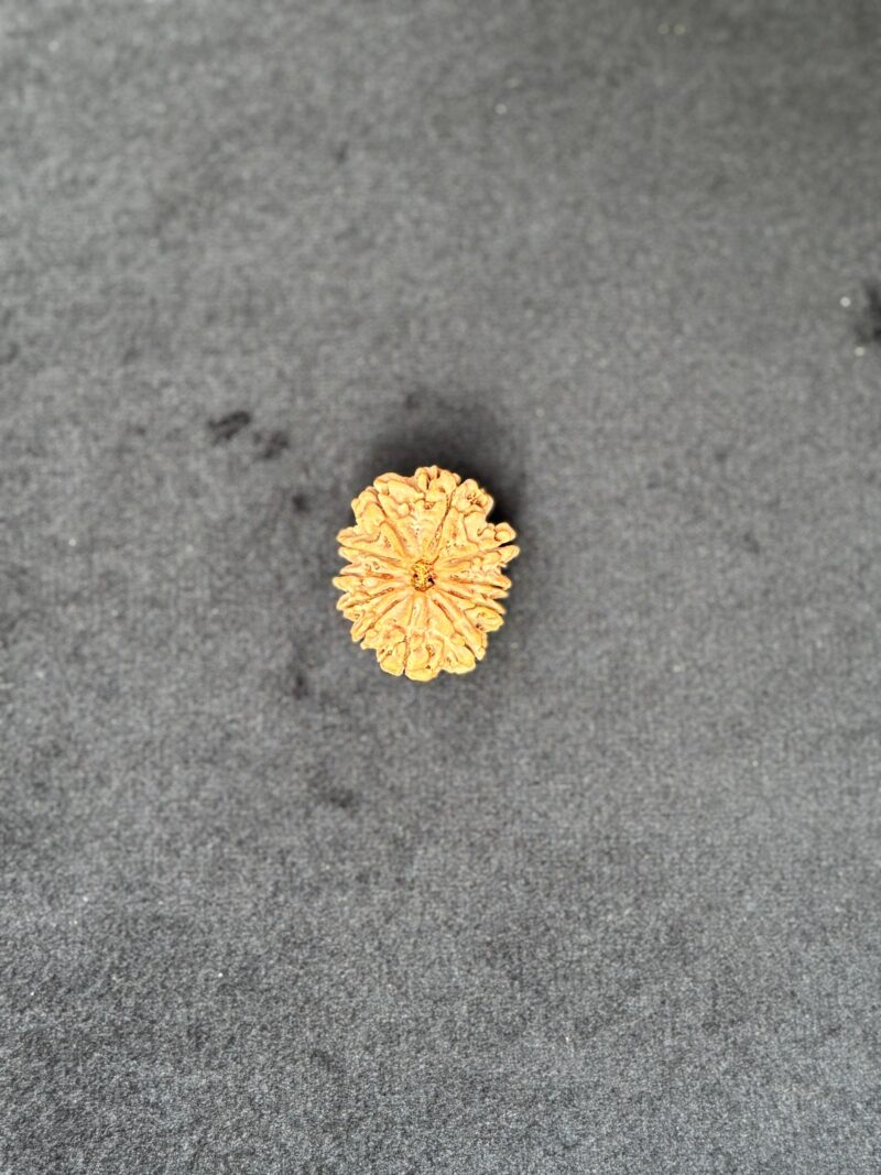 11 Mukhi Rudraksha