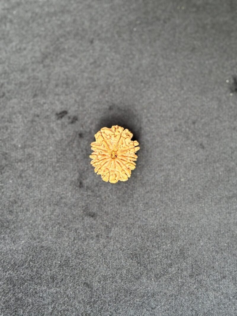11 Mukhi Rudraksha