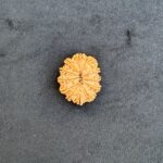 12 Mukhi Rudraksha