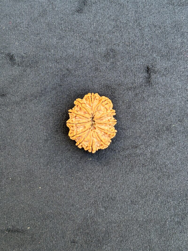 12 Mukhi Rudraksha (Collector Size-30.30 MM)