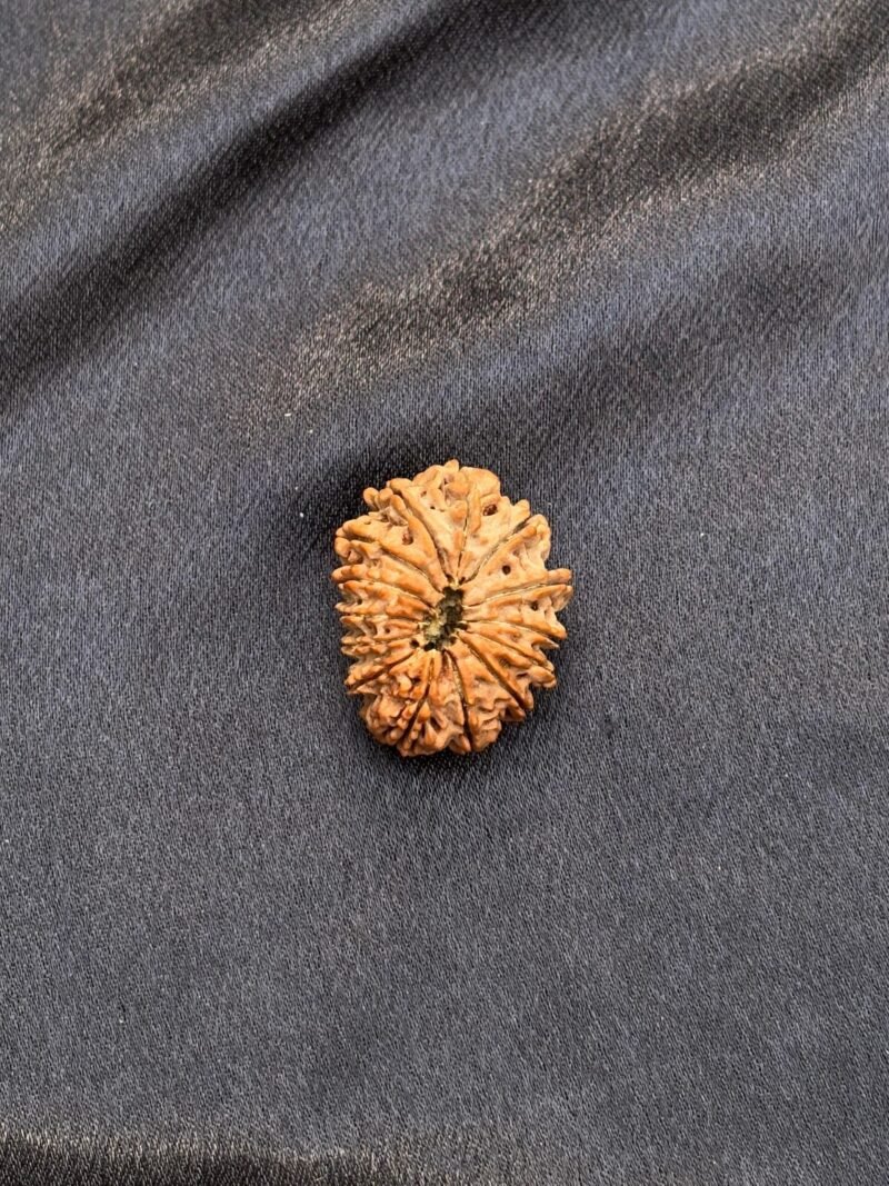 14 Mukhi Rudraksha (Medium Size-26.72 MM)