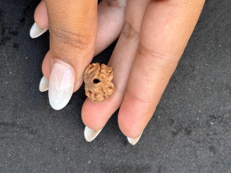 2 Mukhi Rudraksha (Regular Size-15.11 MM)