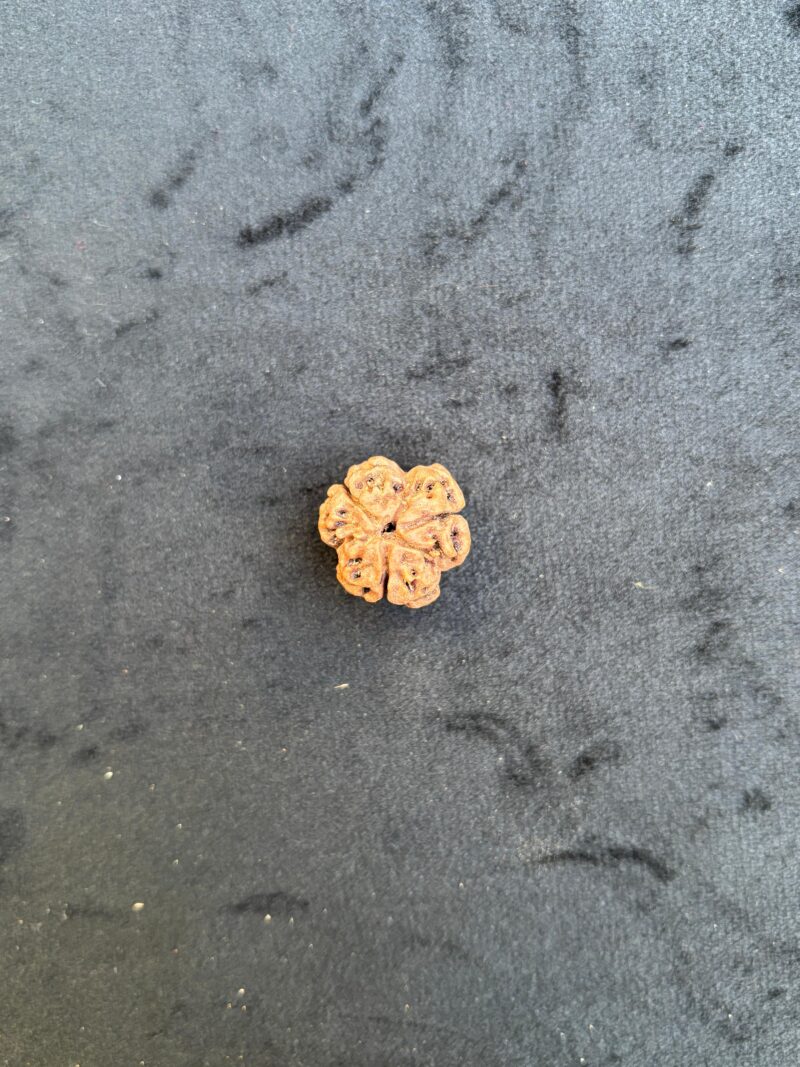 1 Mukhi Rudraksha Medium
