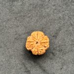 4 Mukhi Rudraksha