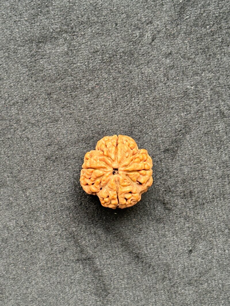 4 Mukhi Rudraksha