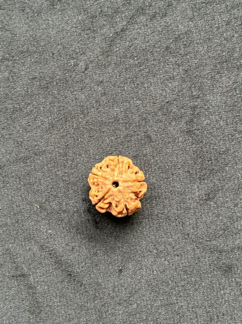 5 Mukhi Rudraksha