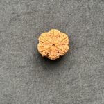 6 Mukhi Rudraksha