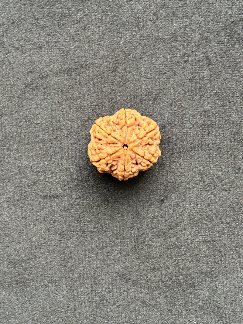 6 Mukhi Rudraksha