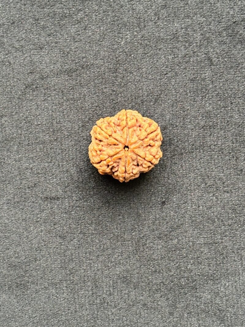 6 Mukhi Rudraksha