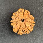 7 Mukhi Rudraksha