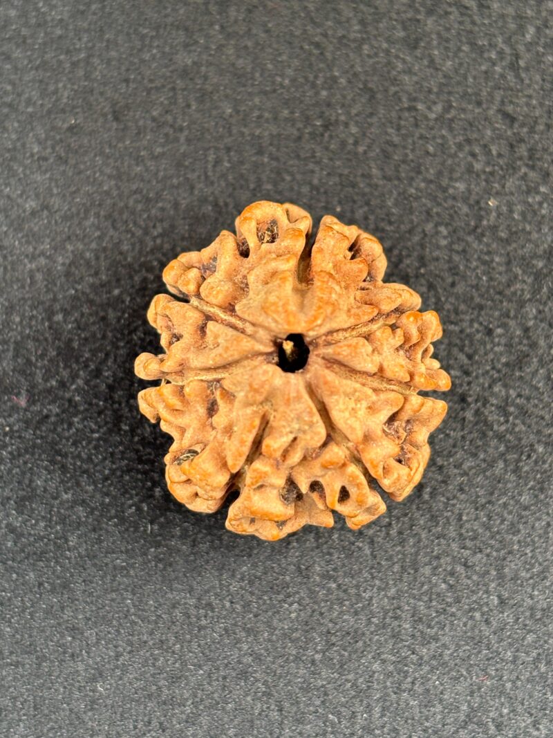 7 Mukhi Rudraksha