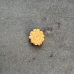 9 Mukhi Rudraksha