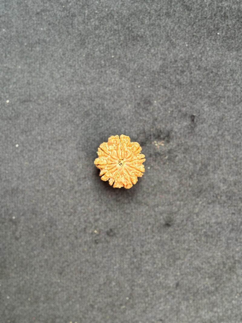 9 Mukhi Rudraksha (Regular Size-24.16 MM)